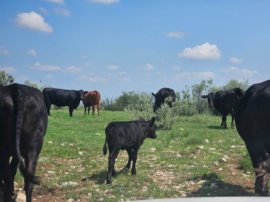 4 Bedroom Property for Sale in Jan Kempdorp Rural Northern Cape